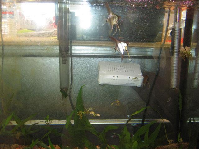 Balık fanusları çevresinde olan modeminizin yerini değiştirin.