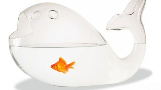 Çünkü bu fanuslardaki balığın sürekli hareketi ve suyun etkisi wifi sinyallerini emerek daha az yayılmasına neden oluyor.