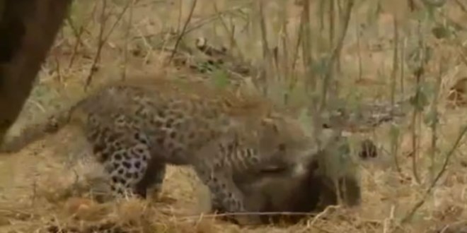 Leoparın intikamı