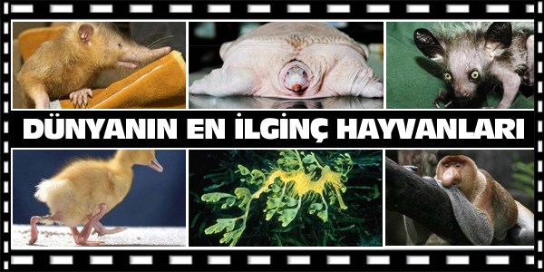 Dünyanın en ilginç hayvanları