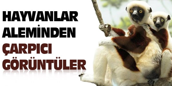Hayvanlar aleminden çarpıcı görüntüler