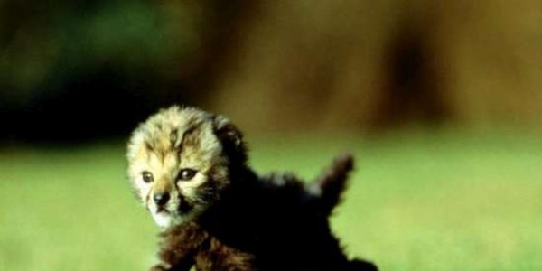 National Geographic'in en çok tıklanan kareleri