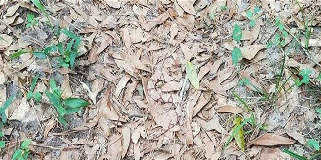Fotoğrafta o yılanı bulabilecek misiniz?