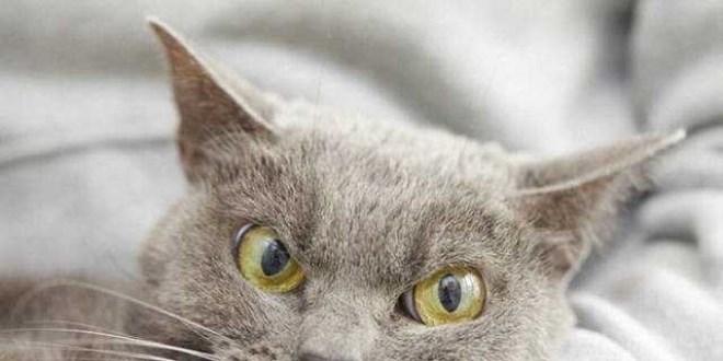 Twitter'ın yeni fenomeni kızgın kedi 'Shamo'