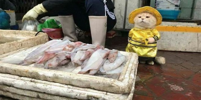 'Balıkçı kedi' sosyal medyada günün konusu oldu