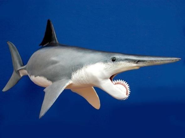 İnanması güç ama Helicoprion isimli bu köpek balığının 270 milyon yıl önce yaşadığı sanılıyor. Bu hayvanların ilginç yanı ise testere şeklinde yuvarlak çene yapılarıydı.