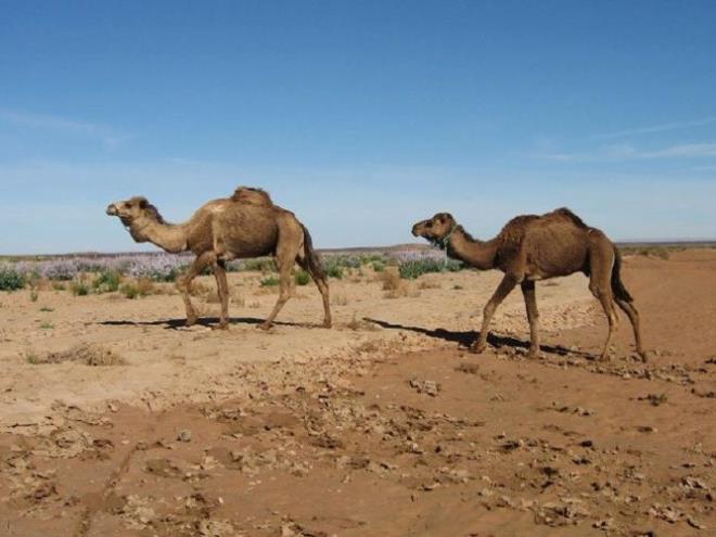 Develer nereden gelir?<br>  Afrika ve Arap çöllerinin simgeleri olsa da deve Amerika kökenlidir. Atlar ve köpekler gibi, develer de 20 milyon yıl önce Amerika’nın otlaklarında evrildi. Bu hayvanlar o zamanlar, bildiğimiz haliyle hörgüçlü yük hayvanları olmaktan ziyade, daha çok zürafaya ya da ceylana benziyordu. Bering kara köprüsünden Asya’ya 4 milyon yıl önce geçtiler.