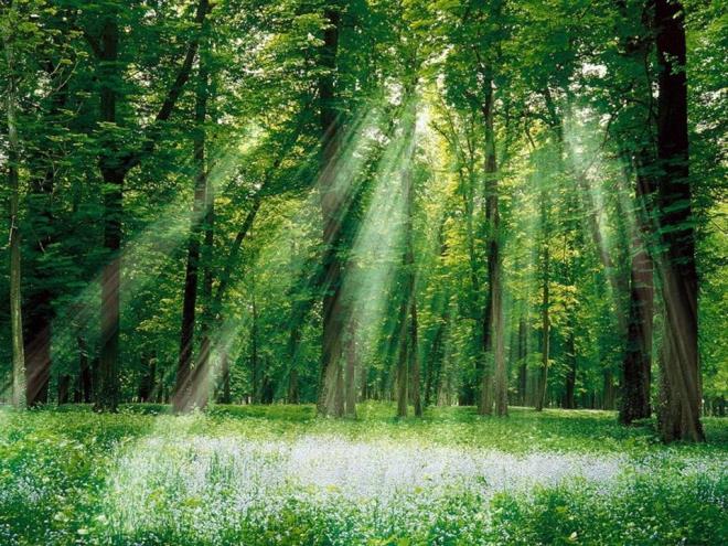 Yeryüzündeki oksijenin çoğunu üreten şey nedir?<br>  Su yosunları... Su yosunları fotosentezin atık maddesi olarak oksijen açığa çıkarırlar. Çıkardıkları net oksijen miktarı diğer tüm ağaçların ve kara bitkilerinin birlikte çıkardıklarından daha fazladır.