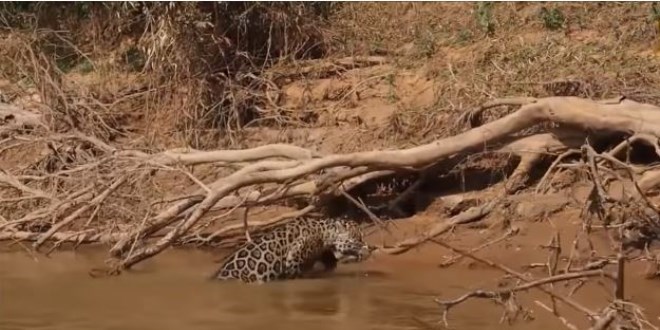 Avcı av oldu! Jaguar timsahı tek hamlede bakın nasıl avladı