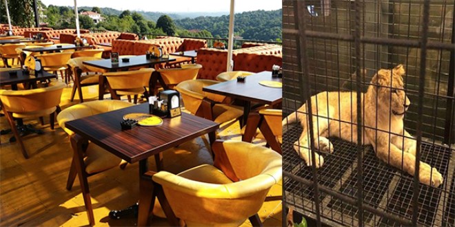 Kafe, hayvanat bahçesi çıktı!