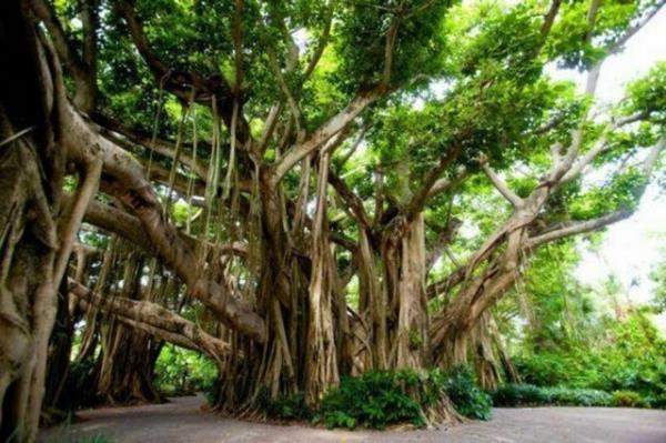 Banyan Ağacı, Kıbrıs