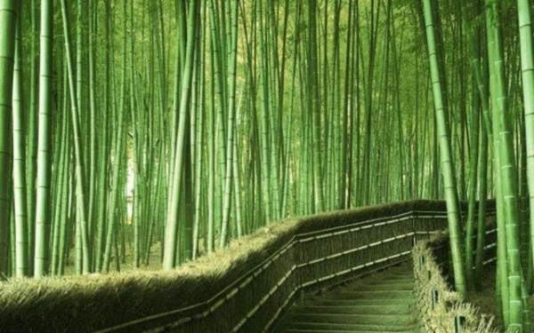 Bambu Ormanı, Kyoto, Japonya