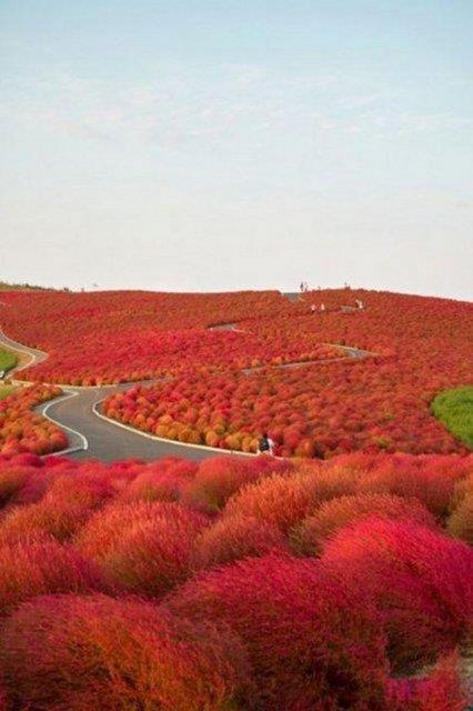 Kochia Tepesi, Japonya