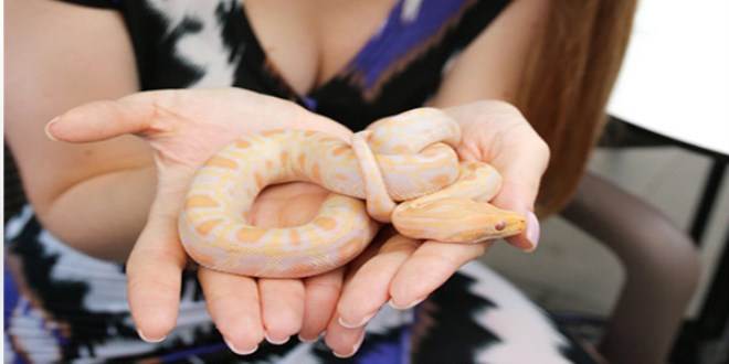 41 yavru piton ziyaretçilerin ilgi odağı oldu