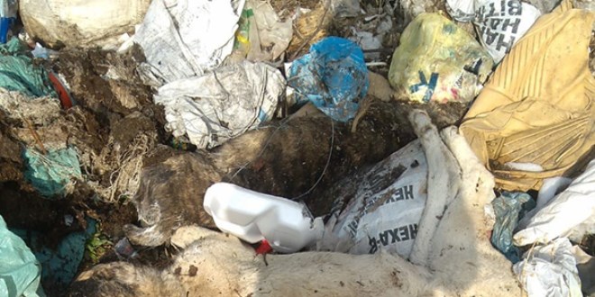 Isparta'da katliam: 30’dan fazla ölü köpek bulundu!