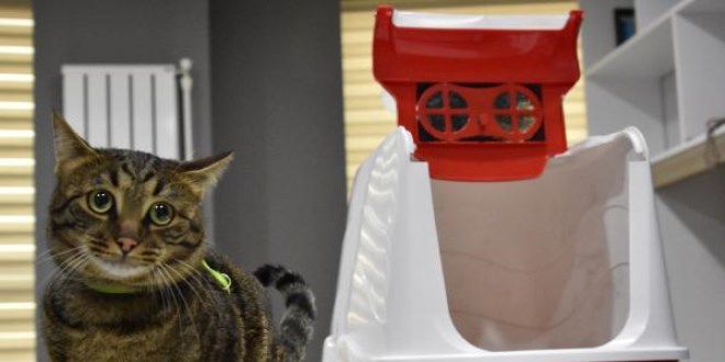 Kedi besleyenleri sevindiren haber kedilere özel filtreli tuvalet