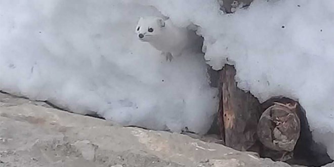 Tunceli'de 'beyaz gelincik' görüntülendi