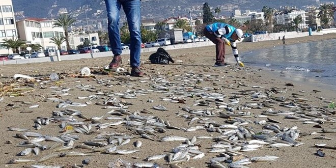 Alanya'da binlerce balık sahile vurdu