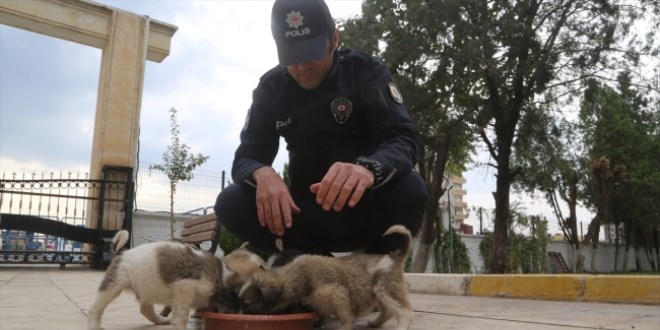 Kahraman Türk Polisi'nin köpek yavrularına şefkati