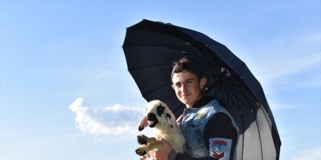 Kars'taki çobanlar yeni doğan kuzuları şemsiyeyle koruyor