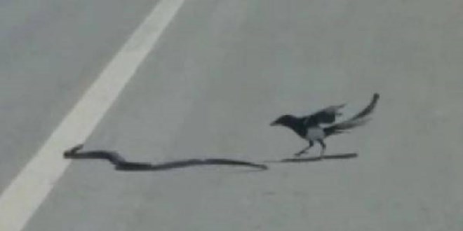 Saksağanın yol ortasında yılan avı...