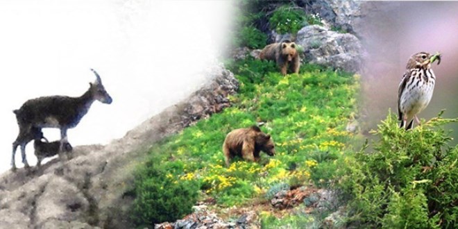Karadeniz'den vahşi yaşam fotoğrafları