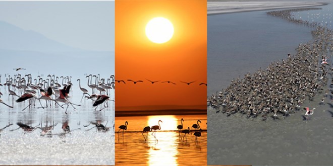 Tuz Gölü'nde inanılmaz Flamingo şöleni