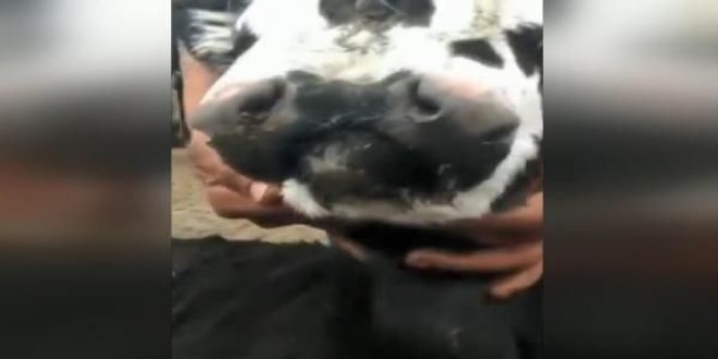 3 gözlü, 2 ağızlı doğan buzağı şaşkınlık yarattı