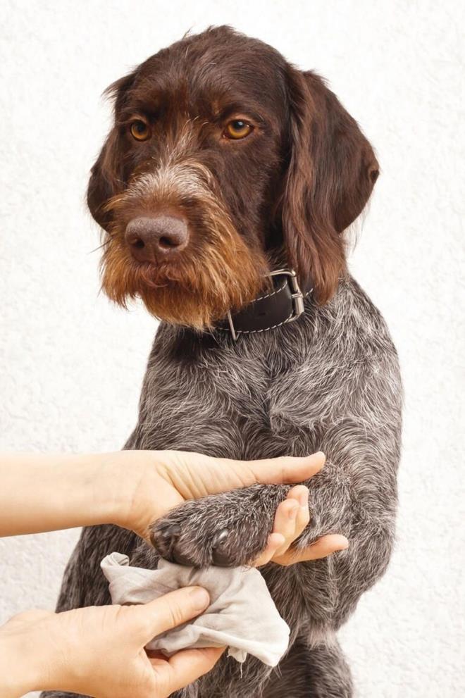 KEDİ VE KÖPEKLER RİSKLİ Mİ?<br>    Eldeki verilere baktığımızda evde birlikte yaşadığımız kedi-köpekten bize hastalık bulaşmaz. Hastalığı taşımada da etkileri olmaz. Ne var ki sokağa çıkmaları halinde, eve yeniden girerken sadece ayaklarını dezenfektan ya da bol sabunlu su ile iyice temizlemeniz iyi olur. Sakın onları deterjanlı veya antiseptik kimyasallarla yıkamaya kalkmayın.