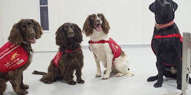 'Köpekler eğitimle corona virüs hastalarını yarım saniyede tespit edebilir'
