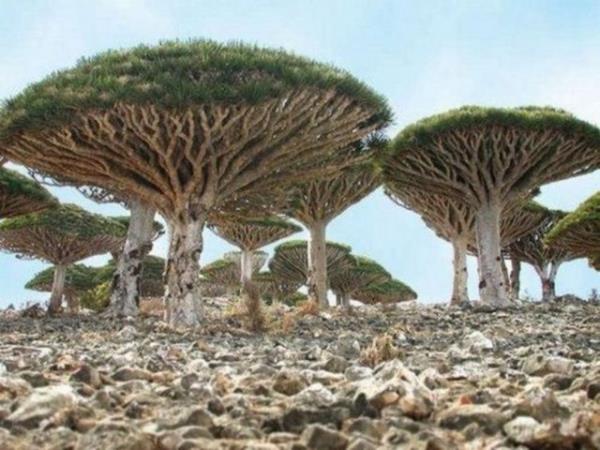 Socotra Adası, Yemen