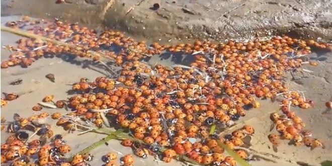 Gökçeada'da toplu uğur böceği ölümleri