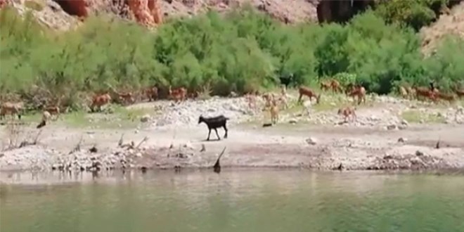 Kanyonlar, yaban hayatına ev sahipliği yapıyor