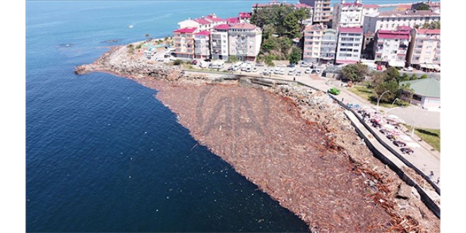 Sahil selin sürüklediği odun parçaları ile kaplandı