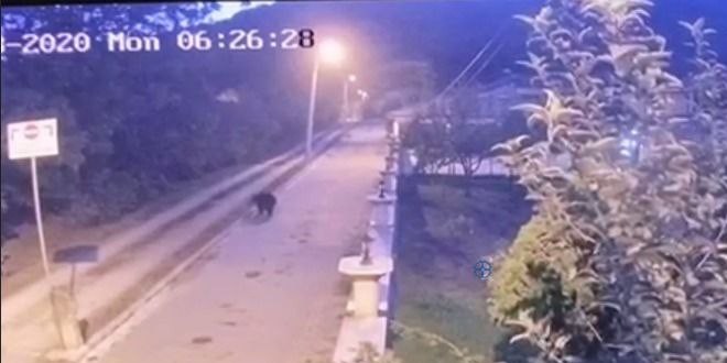 Mahallede ayı paniği!