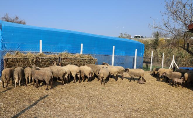 Yeni Bir Hayat<br>  Barınma Evi sakinlerinin aktif işgücüne katılımlarının sağlanması, tarımsal amaçlı istihdam düzeyinin artırılması amacıyla Kırsal Hizmetler Dairesi Başkanlığı tarafından hazırlanan mantar üretimi, tavuk ve koyun yetiştiriciliği projeleri, ‘Yeni Bir Hayat’ adı altında start aldı. Yaklaşık 134 bin metrekare alan üzerine kurulan, pandemi nedeniyle oluşturulan 20 yatak kapasiteli İlk Adım Merkezi ile toplam 196 yatak kapasitesine sahip barınma evinden halen 44 vatandaş yararlanırken, koyunculuk, tavukçuluk ve mantar yetiştiriciliği projelerinde isteyen barınma evi sakinleri yarı zamanlı olarak görev alıyor. Koyun ve tavukların beslenmesi, yumurtaların ve mantarların toplanması gibi faaliyetlerde görev alan barınma evi sakinleri, böylelikle hem para kazanarak cep harçlıklarını çıkarıyor, hem de sigortaları ödenmiş oluyor.