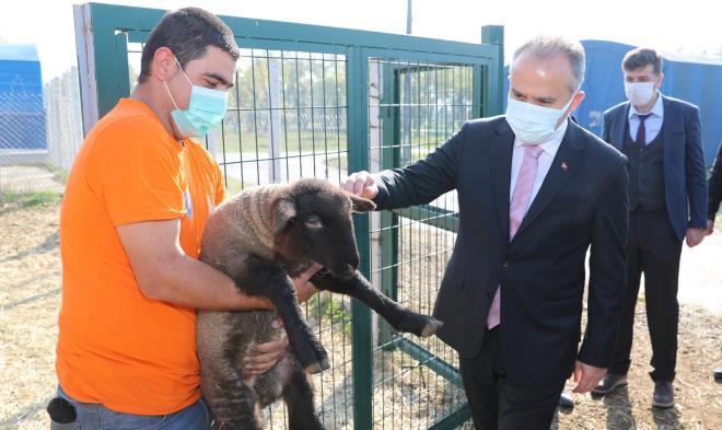 Barınma Evi ile iddialıyız<br>  Bursa Büyükşehir Belediye Başkanı Alinur Aktaş, Barınma Evi’ni ziyaret ederek tarımsal faaliyetleri yerinde inceledi. Mantar üretimi yapılan çadırları ve tavukçuluk tesisini gezen Başkan Aktaş, koyunculuk tesisinde de kuzu sürprizi ile karşılaştı. Başkan Aktaş, ziyaretinden yaklaşık 1 saat önce dünyaya gelen ikiz kuzuyu sevip, koyunların bakıcısıyla sohbet etti. Barınma evi noktasında Türkiye’deki iddialı belediyelerden biri olduklarını dile getiren Başkan Aktaş, “Bu konuda her yıl kendimizi daha da geliştiriyoruz. Konuklarımızın burada sadece konaklama değil, üretimin içinde de aktif rol alabilmeleri ve işgücüne katılımlarının sağlanması için mantar üretimi, tavukçuluk ve koyunculuk projelerini başlattık. Tarım A.Ş., Matlı Yem, Bursa Ticaret Borsası gibi önemli kurum ve kuruluşlarımızın destekleriyle hayata geçirdiğimiz projede elde edilen ürünler, Burfaş ve Tarım A.Ş. şirketlerimiz tarafından değerlendiriliyor. Proje aynı zamanda barınma evi sakinlerimizin sosyalleşmelerine de önemli bir katkı sağlıyor” diye konuştu.