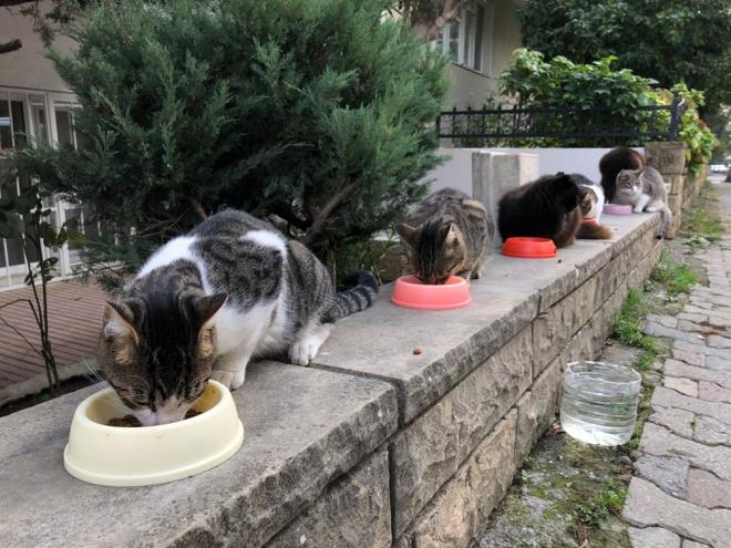 Sokak hayvanlarının beslenmesi nasıl olacak?   <br>  30.04.2020 tarih 7486 sayılı Genelgemiz kapsamında “Hayvan Besleme Grubu Üyeleri” ile sokak hayvanlarını beslemek isteyen diğer vatandaşlarımız hafta sonları uygulanacak sokağa çıkma kısıtlamasından muaf olacaktır. Önceki sokağa çıkma kısıtlamalarında olduğu gibi hayvan severlerimiz hafta sonlarında uygulanacak olan sokağa çıkma kısıtlaması sırasında sokak hayvanlarının beslenme ihtiyaçlarını giderebileceklerdir.