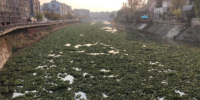 Su sümbülleri, Asi Nehri'ni kapladı