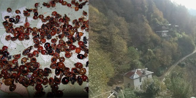 'Uğur böceği' istilası