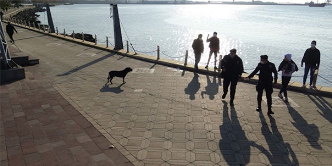 Pitbull boğarak öldürdü kimse elinden alamadı
