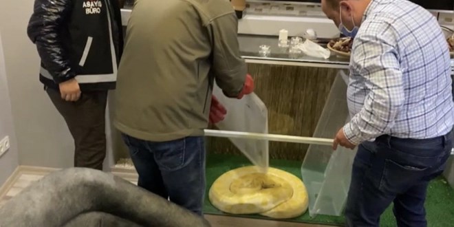 Uyuşturucu baskınında piton yılanı bulundu
