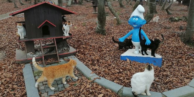 Sokak kedileri için 'Kedi kasabası'