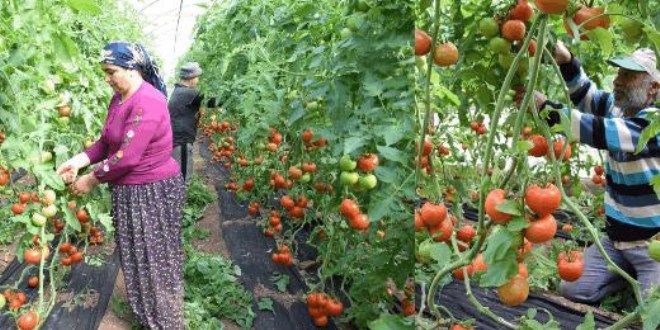 Tarla ile market arasındaki fark çileden çıkardı