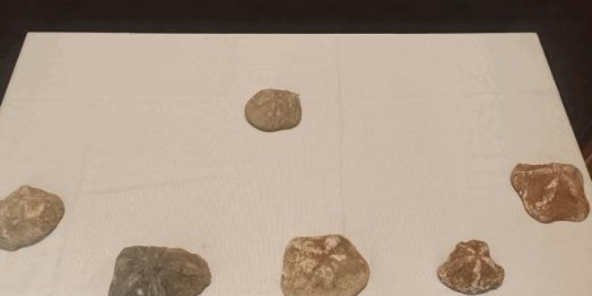 2 milyon yaşında 6 deniz yıldızı fosili ele geçirildi