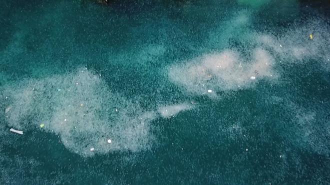 İstanbul Boğazı yine denizanalarının istilasına uğradı. Arnavutköy, Ortaköy ve Bebek sahilleri büyüklü küçüklü denizanalarıyla beyaza büründü.