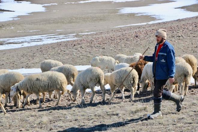 Annesinin, babasının ve 4 kardeşinin desteğiyle şimdilerde yaklaşık 200 küçükbaş hayvanıyla meralarda dolaşan Çelik, ihtiyaç durumunda kendisine danışanlara hukuki destek vermeye de çalışıyor.