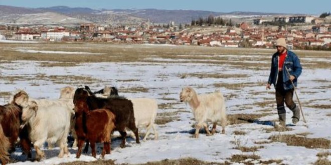 Avukatlık yerine çobanlığı tercih etti