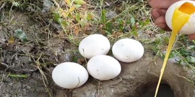 Balık avlamada ilginç yöntem... Böylesi ne görüldü ne de duyuldu