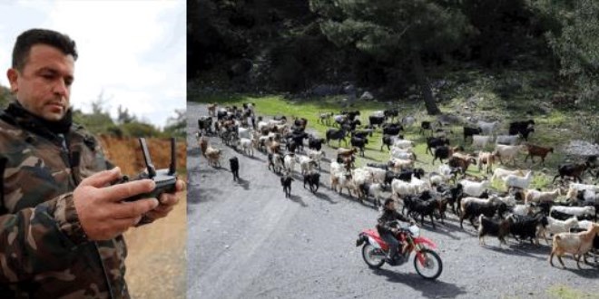 Teknolojik çoban sürüsünü drone ile takip ediyor